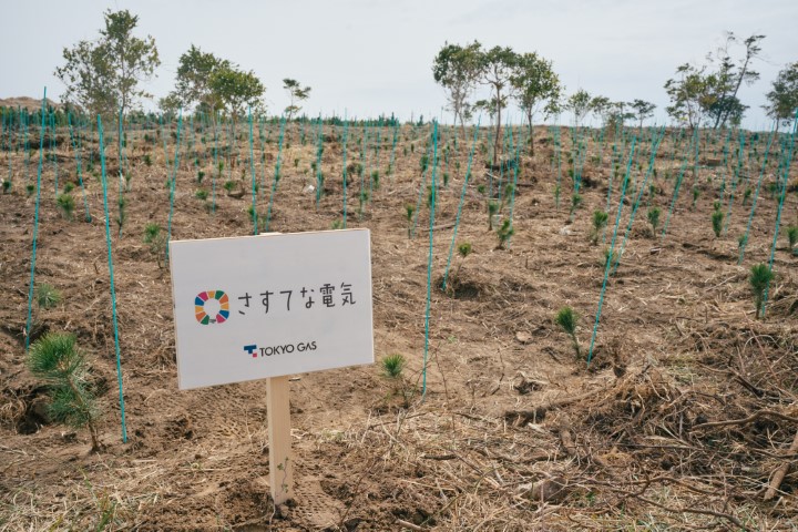 さすてな電気_植林活動